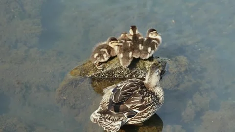 Small funny ducklings warm themselves on a stone in sea water, near their mo Vídeos de archivo 257051057