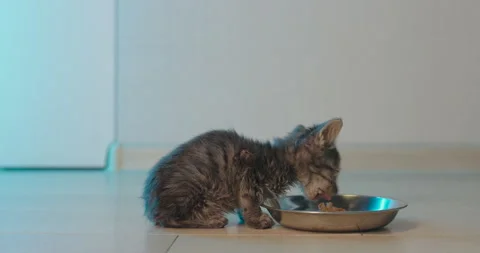 A small funny kitten one and a half weeks of age eats with appetite. Stock Footage 143714719