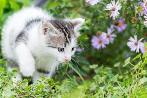 Small funny kitten in pink  flowers Stock Photos