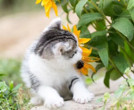Small funny kitten in pink  flowers Stock Photos