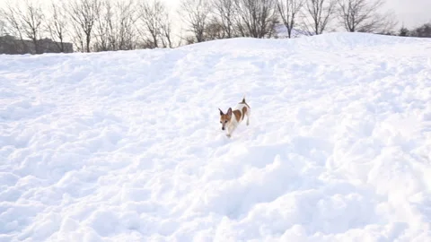 Small funny playing dog in snow Vídeo Stock 86867068