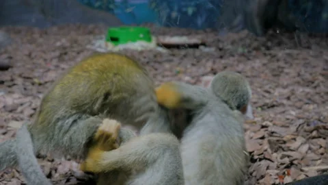 Small funny squirrel monkeys jumping, playing together Stock Footage 115832223