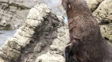 Small fur seal crawling on rocks Video stock 44651385