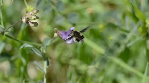 Small furry hover bee Stock Footage 11497990