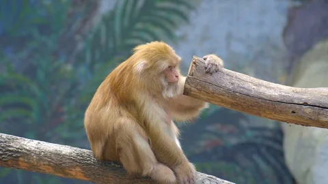 A small furry monkey is chewing and watching Stock Footage 115068200
