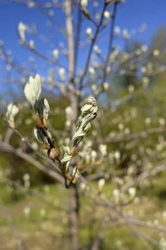 Small fuzzy buds on a gray tree branch under clear blue sky. Stock Photos