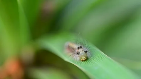 Small fuzzy caterpillar resting on leaf in natural outdoor scene Stock Footage 334600019