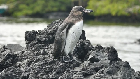 Small Galapagos Penguin Flapping Wings Perched On Black Lava Rock Stock Footage 107795455