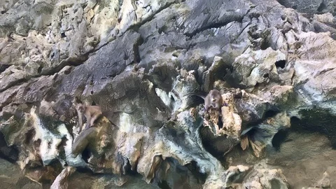 Small gang of monkeys sitting on a limestone cliff in Thailand, Lopburi Stock Footage 125524666