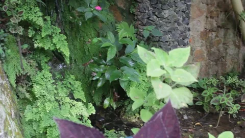 Small garden cascade and pond full of vegetation in a forest Stock Footage 122307340