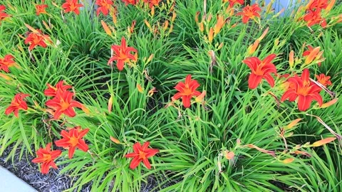 Small Garden Stock Footage 134587843