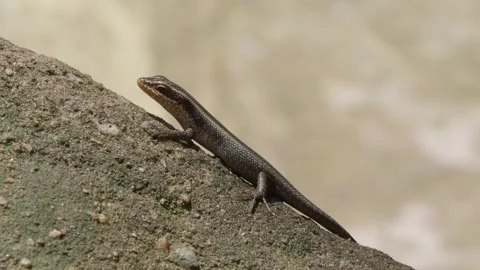 A small garden lizard suns itself on a rock while waiting for prey Stock Footage 139191855