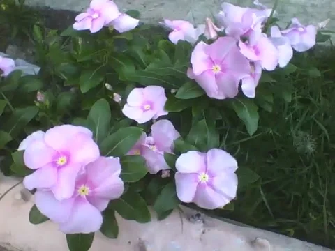 A small garden with lots of periwinkle rose flowers Stock Footage 166433105