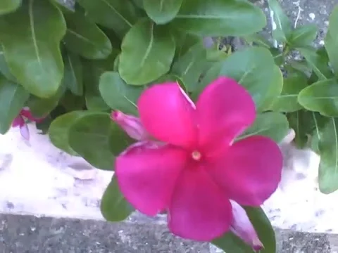 A small garden with lots of red periwinkle flowers Stock Footage 166433200