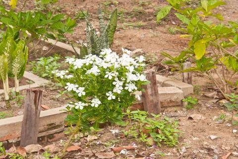 Small garden. Stock Photos