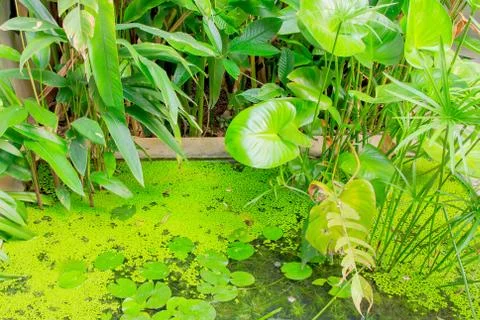 Small garden Stock Photos