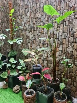 Small Garden Stock Photos