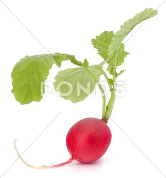 Small garden radish with leaves Stock Photos