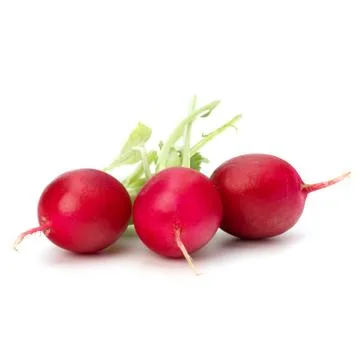 .small garden radish  . Stock Photos