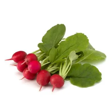 .small garden radish  . Stock Photos