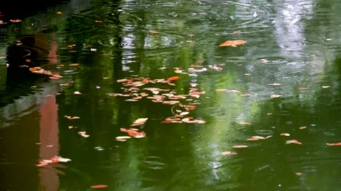 The small garden scene in the drizzle Stock Footage 157134395