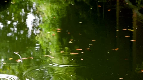The small garden scene in the drizzle Stock Footage 157134541