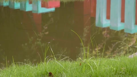 The small garden scene in the drizzle Stock Footage 157134551