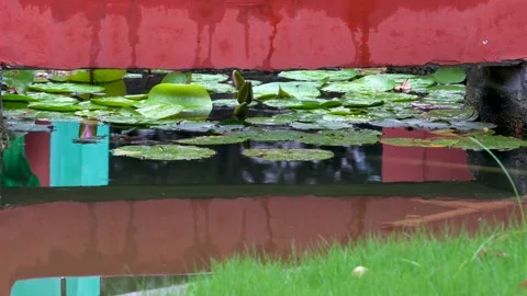 The small garden scene in the drizzle Stock Footage 157134560