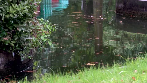 The small garden scene in the drizzle Stock Footage 157134680