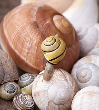 Small garden snail and empty snail shell Stock Photos
