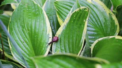 Small garden snail Stock Footage 73182411