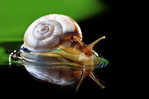 Small garden snail Stock Photos