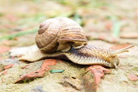 Small garden snail in shell crawling on wet road, slug hurry home. Snail slug Stock Photos
