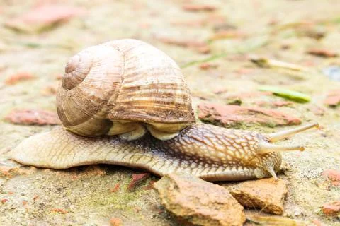 Small garden snail in shell crawling on wet road, slug hurry home. Snail slug Stock Photos
