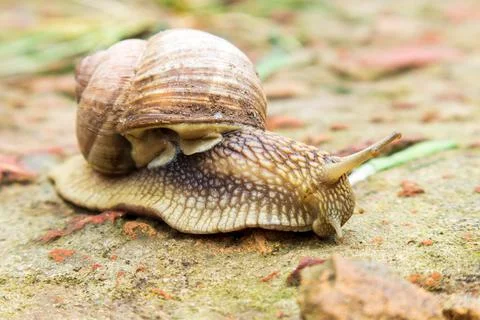 Small garden snail in shell crawling on wet road, slug hurry home. Snail slug Stock Photos