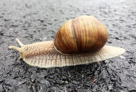 Small garden snail in shell crawling on wet road, slug hurry home Fotos de archivo