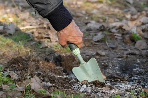 Small garden spatula.A man covers the embers from the fire with earth.The pro Stock Photos