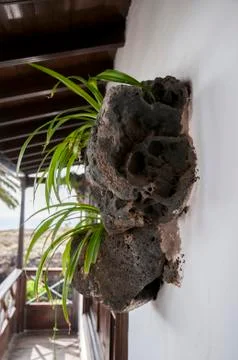 Small garden on the wall Stock Photos