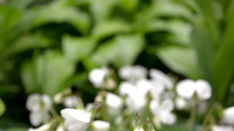 Small garden white violets on background of leaves, from unfocus to sharpness Stock Footage 122456279