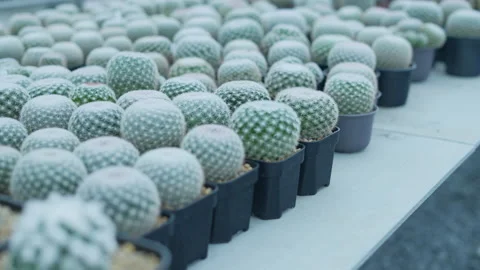 Small gardening concept of 4k Resolution. Cactus in the nursery. Cultivation  Stock Footage 170667906