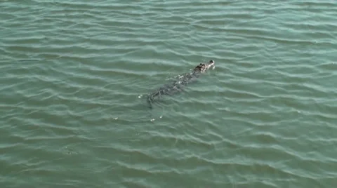 Small Gator Cruising Fast Stock Footage 32859018