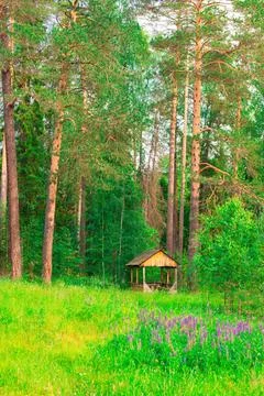 A small gazebo on the edge of a pine forest. Summer sunny day. Stock Photos