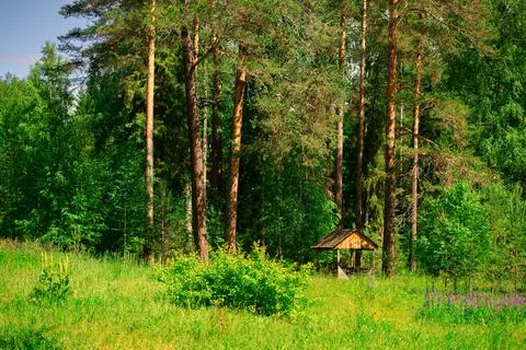 A small gazebo on the edge of a pine forest. Summer sunny day. Stock Photos