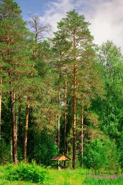 A small gazebo on the edge of a pine forest. Summer sunny day. Foto stock