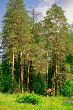 A small gazebo on the edge of a pine forest. Summer sunny day. Stock Photos