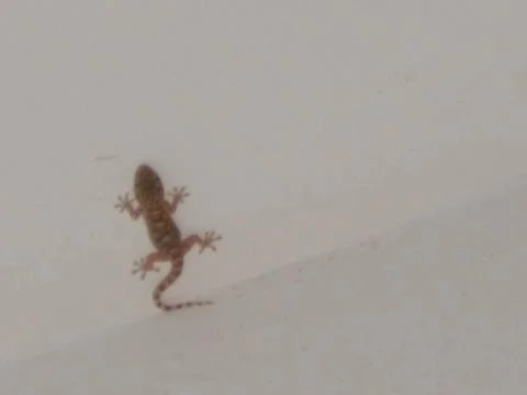 Small gecko climbing on the ceiling of the house Stock Photos