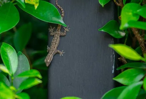 Small Gecko Climbing on a Dark Wall Among Green Leaves Stock Photos
