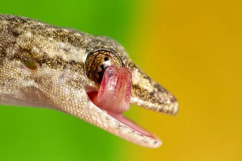 Small gecko or lizard of brown tones, close-up image Stock Photos