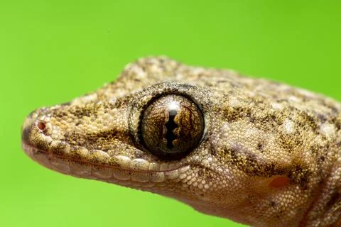 Small gecko or lizard of brown tones, close-up image Stock Photos