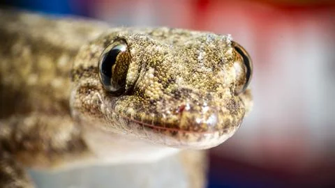 Small gecko or lizard of brown tones, close-up image Stock Photos